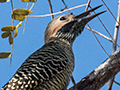 Fernandia's Flicker, A Cuban Endemic, La Boca de Guam�, Zapata Peninsula, Cuba