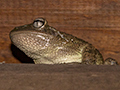 Cuban Tree Frog, Hotel Mar�a la Gorda, Guanahacabibes Peninsula, Cuba