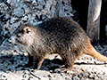 Hutia, La Boca de Guam�, Zapata Peninsula, Cuba