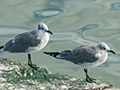 Laughing Gull, Cayo Pared�n Grande, Cuba