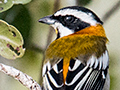 Western Spindalis, Cayo Pared�n Grande, Cuba