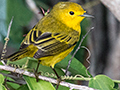 Yellow Warbler - Cuban Subspecies Golden Warbler, Cayo Pared�n Grande, Cuba