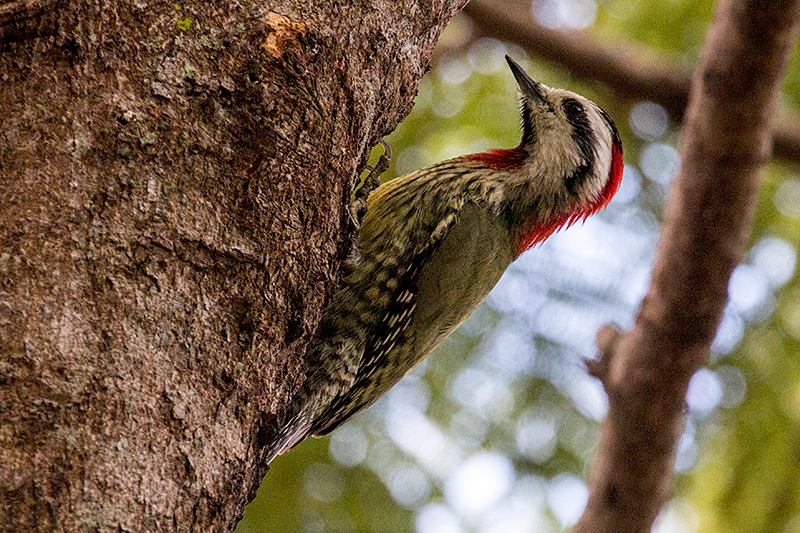 Cuban Green Woodpecker - A Cuban Endemic - La Boca de Guamá, Zapata Peninsula, Cuba