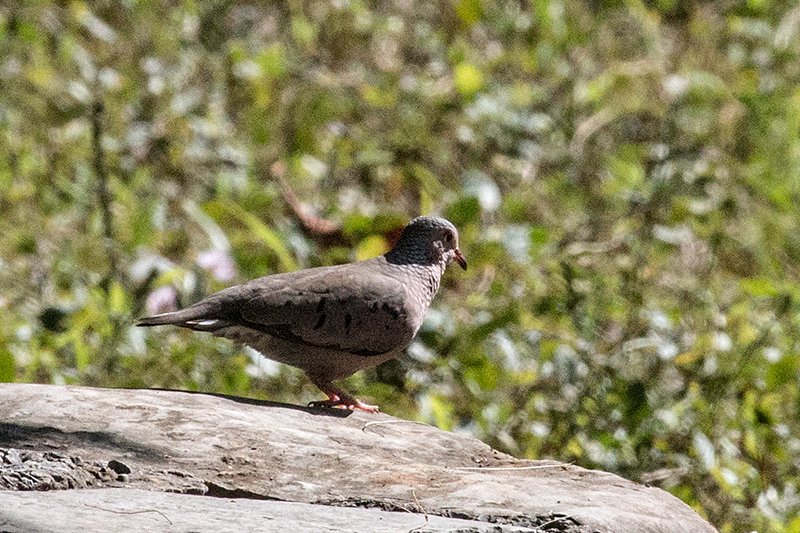 Common Ground-Dove, Hacienda Cortina, La G�ira National Park, Cuba