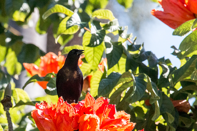 Cuban Blackbird, A Cuban Endemic, La Boca de Guam�, Zapata Peninsula, Cuba