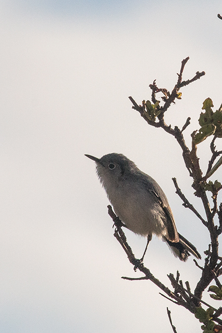 Cuban Gnatcatcher, A Cuban Endemic, Cayo Pared�n Grande, Cuba