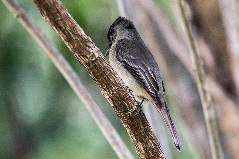 Cuban Pewee, La Boca de Guamá, Zapata Peninsula, Cuba