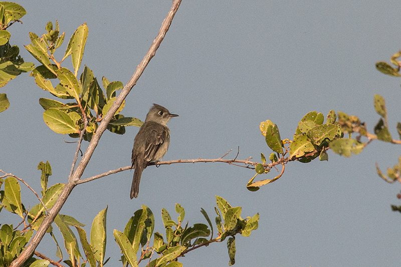 Cuban Pewee, Cayo Pared�n Grande, Cuba