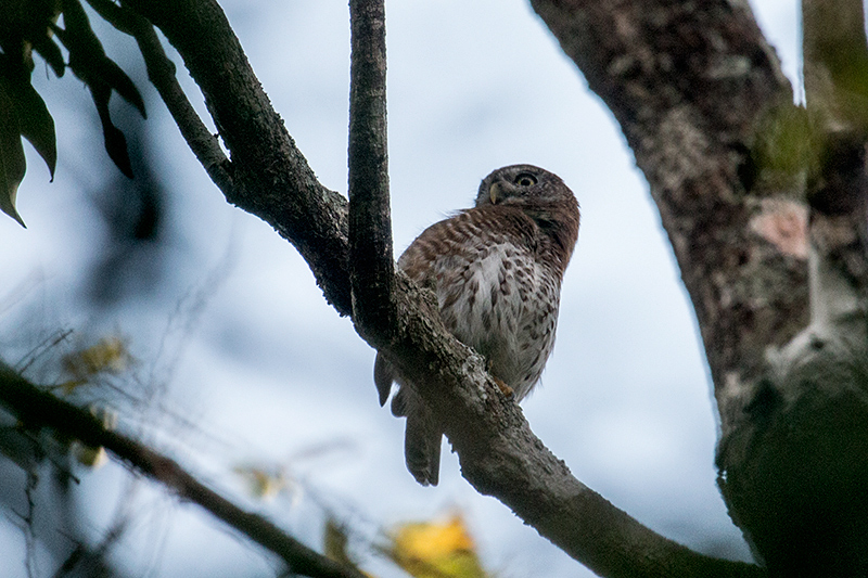 Cuban Pygmy-Owl — A Cuban Endemic, Guanahacabibes Peninsula, Cuba