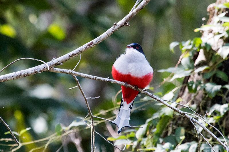 Cuban Trogon, A Cuban Endemic: Cuba's National Bird, La Güira National Park, Cuba