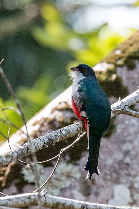 Cuban Trogon, A Cuban Endemic: Cuba's National Bird, La G�ira National Park, Cuba