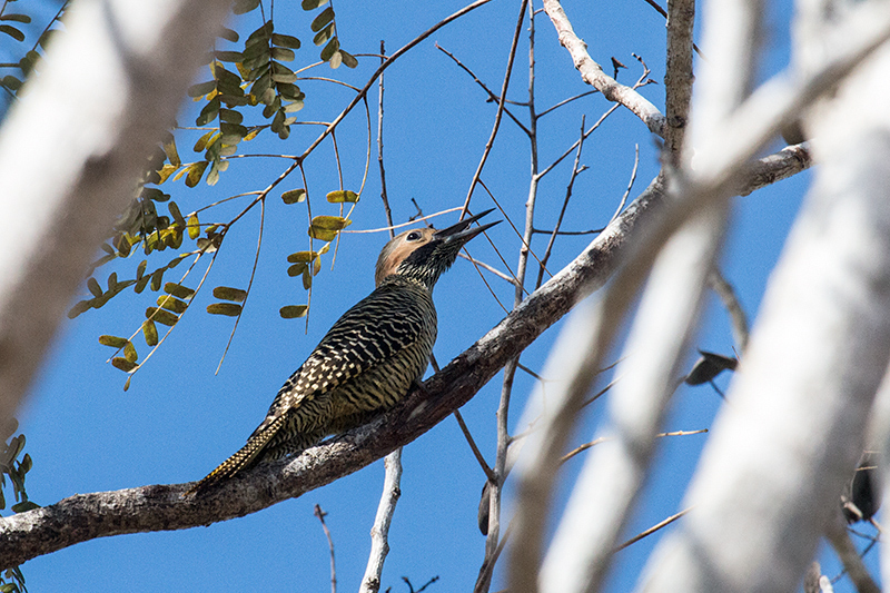 Fernandina's Flicker, A Cuban Endemic, La Boca de Guam�, Zapata Peninsula, Cuba