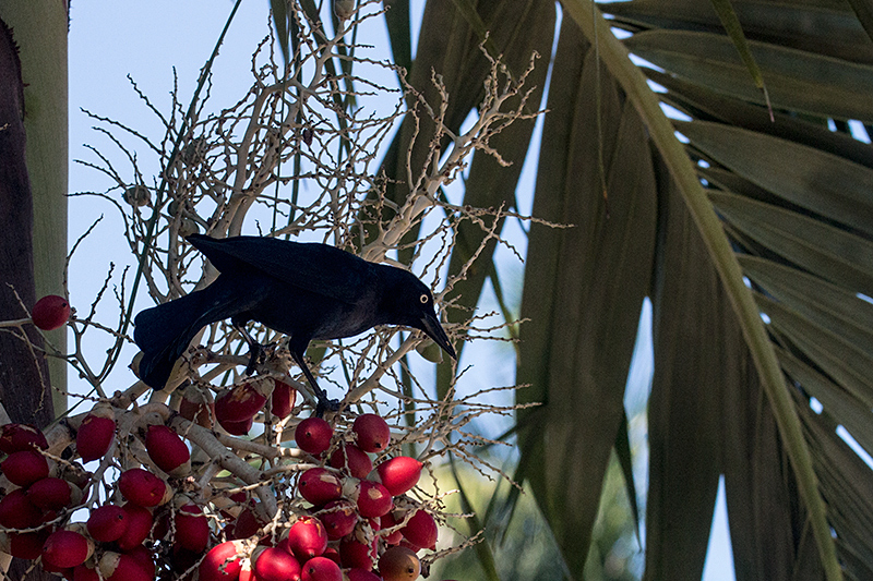 Greater Antillean Grackle, La Boca de Guam�, Zapata Peninsula, Cuba