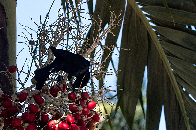 Greater Antillean Grackle, La Boca de Guam�, Zapata Peninsula, Cuba
