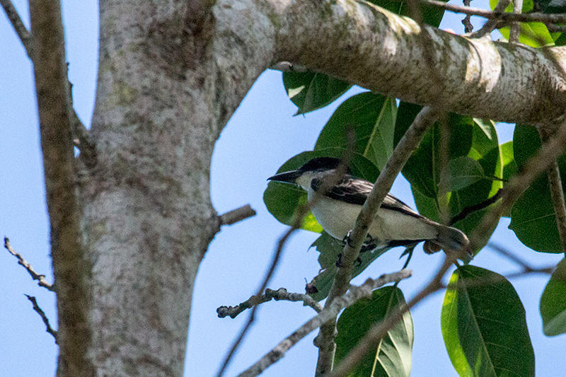 Giant Kingbird, A Cuban Endemic, La G�ira National Park, Cuba