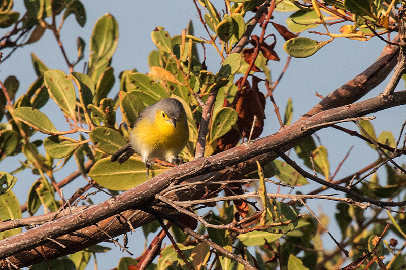 Oriente Warbler, A Cuban Endemic, Cayo Pared�n Grande, Cuba
