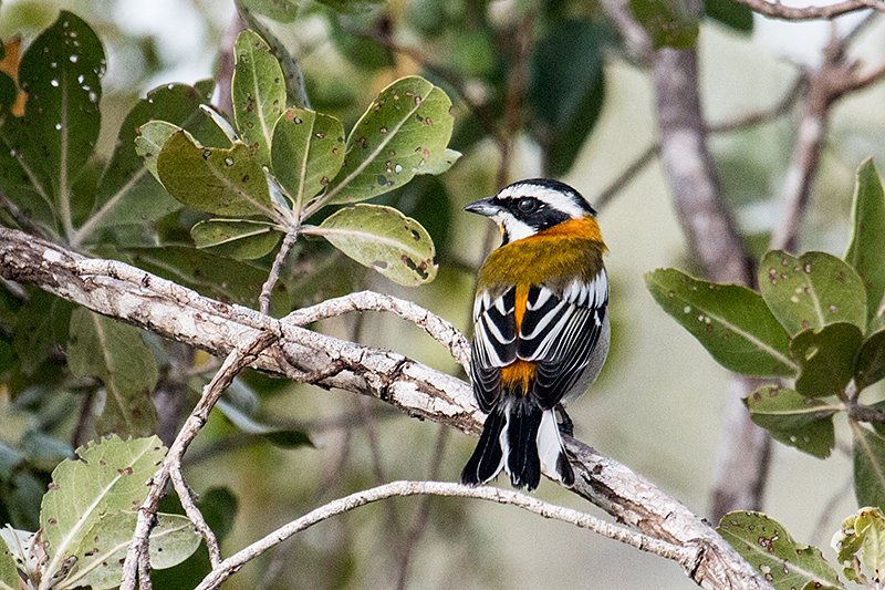Western Spindalis, Cayo Pared�n Grande, Cuba