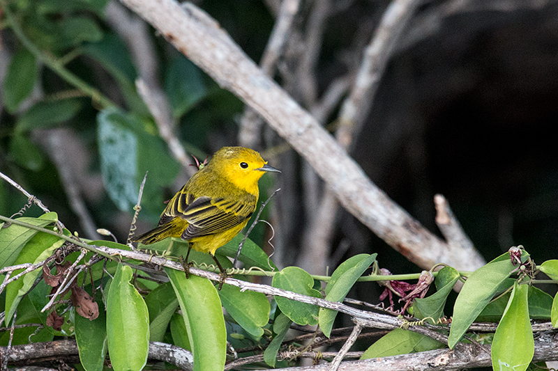 Yellow Warbler - Cuban Subspecies (Golden Warbler), Cayo Pared�n Grande, Cuba