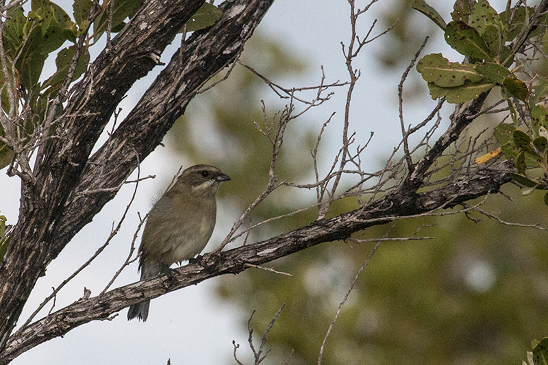 Zapata Sparrow, A Cuban Endemic, Cayo Pared�n Grande, Cuba