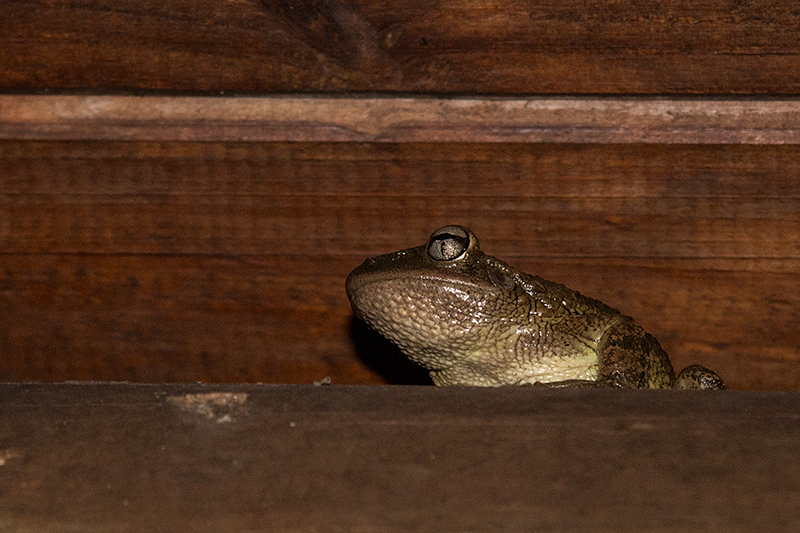 Cuban Tree Frog, Hotel Marķa la Gorda, Guanahacabibes Peninsula, Cuba