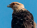 Yellow-headed Caracara, Chiriqu� Grande, Bocas del Toro, Panama