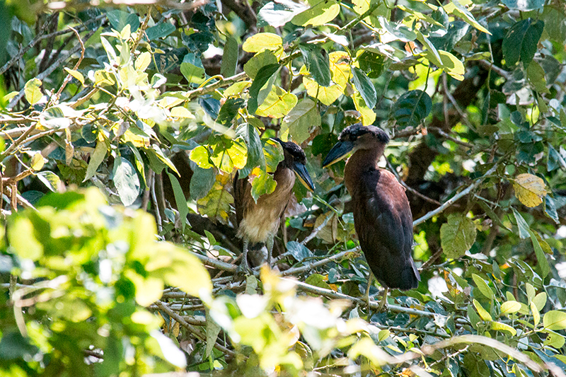 Boat-billed Heron, Chiriquí Grande, Bocas del Toro, Panama