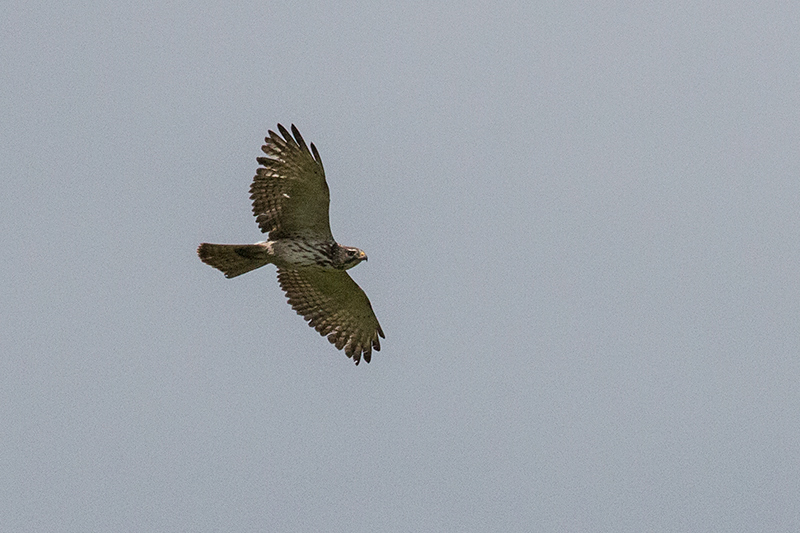 Broad-winged Hawk, Punta Robalo, Chiriquí Grande, Bocas del Toro, Panama