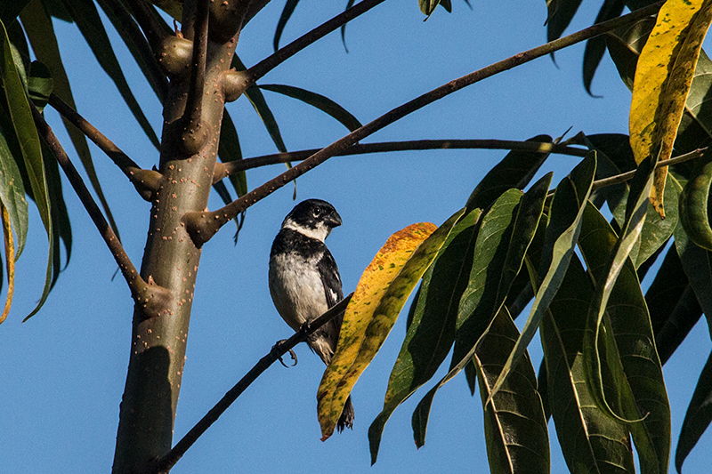 Morelet's Seedeater, Chiriqu� Grande, Bocas del Toro, Panama