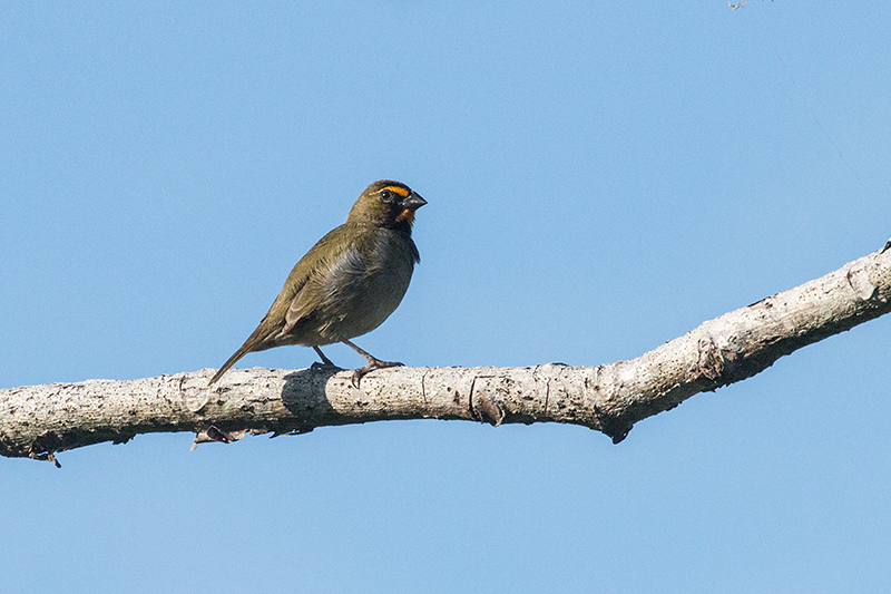 Yellow-faced Grassquit, Chiriqu� Grande, Bocas del Toro, Panama