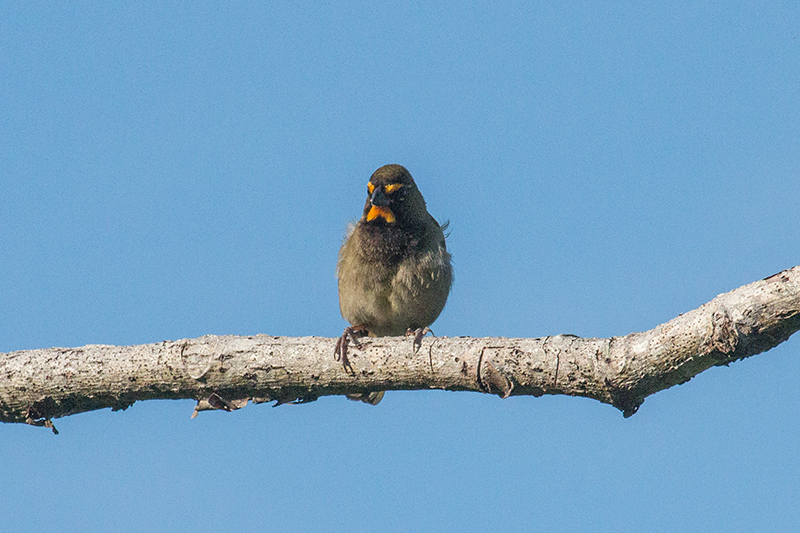 Yellow-faced Grassquit, Chiriqu� Grande, Bocas del Toro, Panama