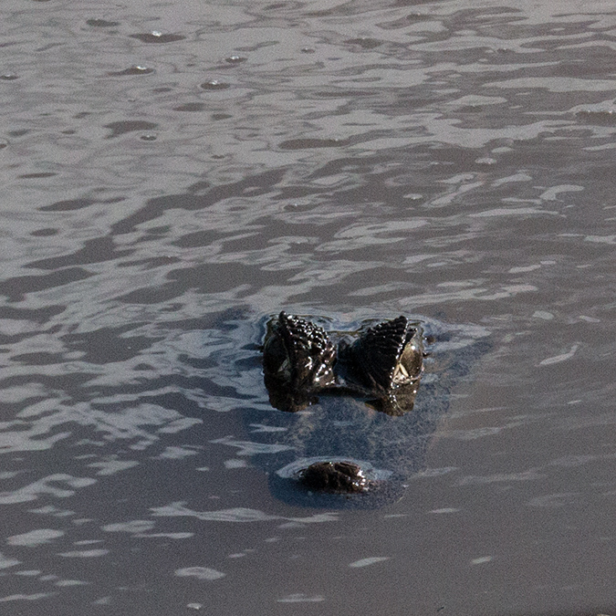 Spectacled Caiman (Common Caiman), Chiriqu� Grande, Bocas del Toro, Panama