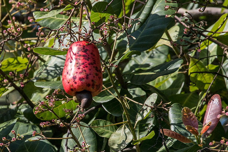 Cashew, Chiriqu� Grande, Bocas del Toro, Panama