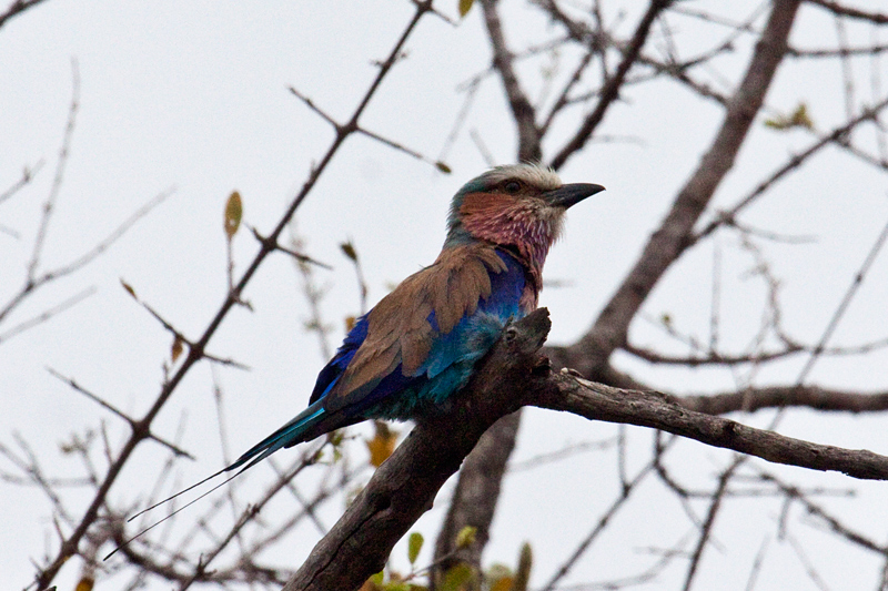 Lilac-breasted Roller, En route Letaba to Olifant's Rest Camp, Kruger National Park, South Africa