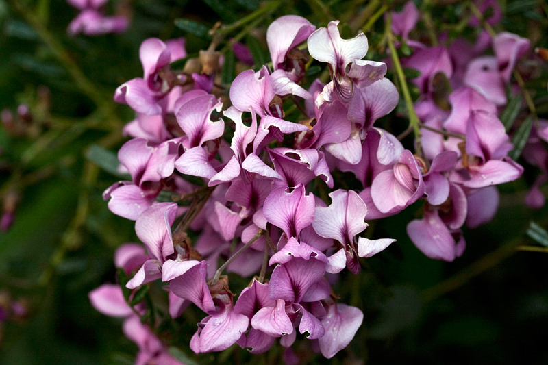Keurboom; Blossom Tree�Virgilia divaricata, Fernkloof Nature Reserve, Hermanus, South Africa